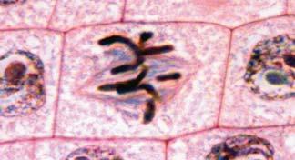 A biologist used a microscope to investigate plant tissue where some of the cells were