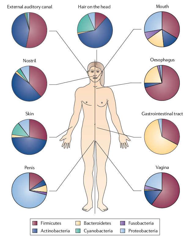 The Human Microbiome Comprised of Bacteria, Viruses, others (Archaea, Eukaryotes) Distinctive microbiomes at each body site (gut, lung, skin, mucosa etc.