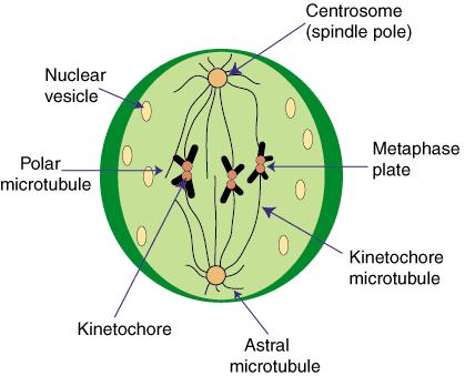 Metaphase Chromosomes attach to the spindle fibers by their