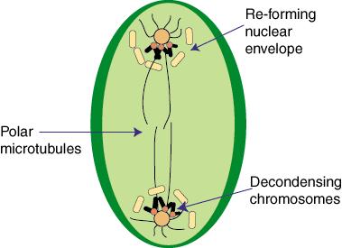 Telophase Chromosomes uncoil Nuclear membrane reappears A