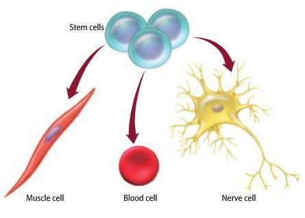 Gene Expression Cell differentiation occurs because cells have the ability to turn off