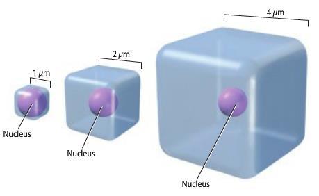 Cell Size Limitations Surface area to