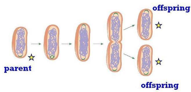 Cell Division Prokaryotes: