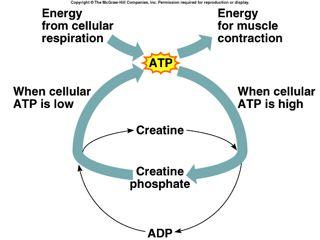 Energy Sources for Contraction 1) Creatine phosphate; 4-6 times more abundant in muscle cells than