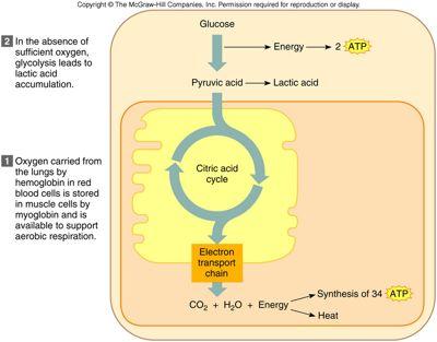Oxygen Supply and Cellular Respiration Anaerobic Phase glycolysis occurs in cytoplasm produces little ATP Aerobic Phase citric acid cycle