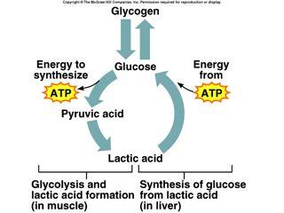 Oxygen Debt Oxygen debt amount of oxygen needed by liver cells to use the accumulated lactic acid to produce glucose