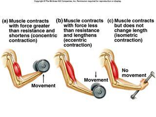 Types of Contractions isotonic muscle contracts and changes length eccentric lengthening
