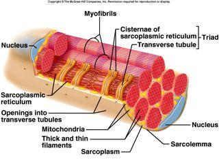Skeletal Muscle Fibers sarcolemma-cell membrane sarcoplasm- cytoplasm sarcoplasmic reticulum- like E.