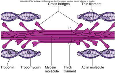 Myofilaments Thick Filaments composed of myosin cross-bridges Thin