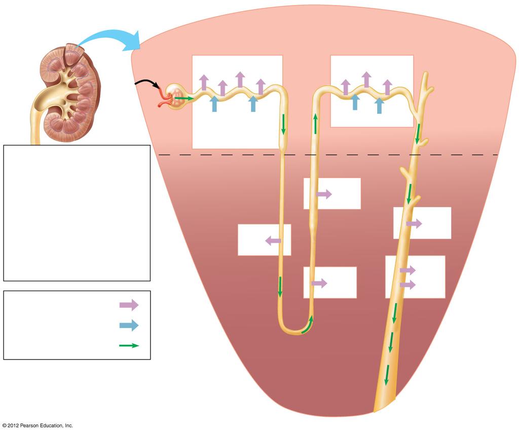 PROCESSING OF URINE THROUGHOUT THE NEPHRON Label the figure above.