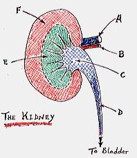 Approximately one third of the aorta s output is shunted to the two kidneys in humans.