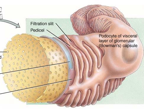 Filtration Membrane 1. Fenestrations: Holes in the capillary endothelium 2. Podocytes 3.