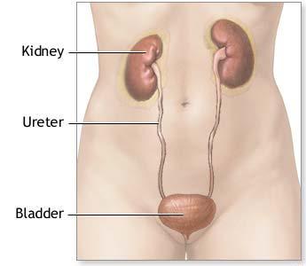 Urinary System Organs Kidneys Urinary bladder: provides a temporary storage reservoir for urine Paired