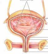 Ureter Ureter Openings Female Bladder and Urethra Trigone Internal