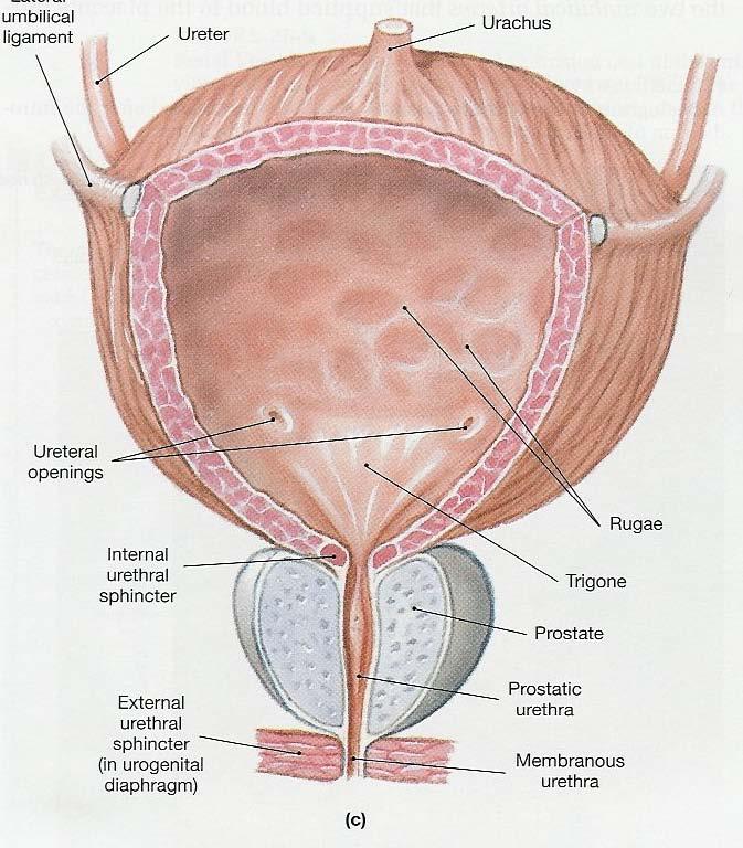 Ureter Male Bladder Ureter Openings Internal