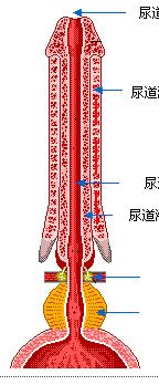 Male Urethra The male urethra has three named regions Prostatic urethra: runs within the prostate gland Membranous urethra: runs through the urogenital diaphragm