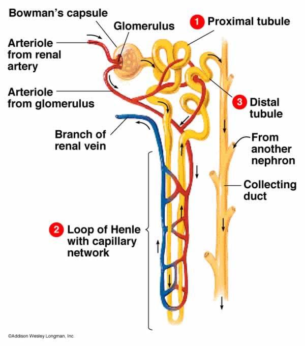 Nephron Afferent arteriole Efferent arteriole Descending