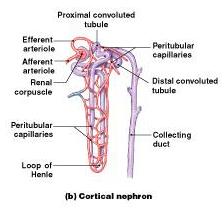 Cortical Nephrons Cortical Nephrons: 80-85% of all nephrons Their renal corpuscles lie in the outer portion of the