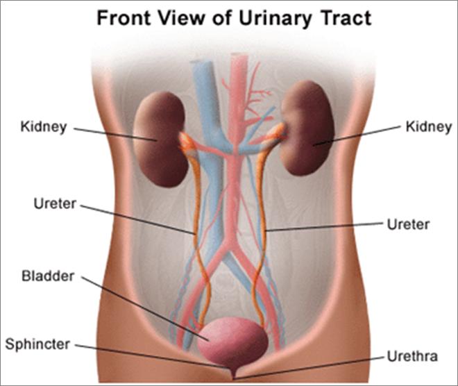 Organs of Excretion Kidneys (part of the Urinary system): MAJOR excretory organs that excrete metabolic