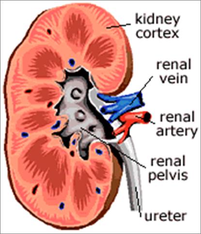 Renal Vein: carries purified blood from the kidney