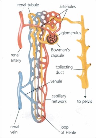 NEPHRONS (pg. 375) Tiny filtering units called nephrons fill the cortex and medulla of the kidney. Each kidney contains 1 to 1.
