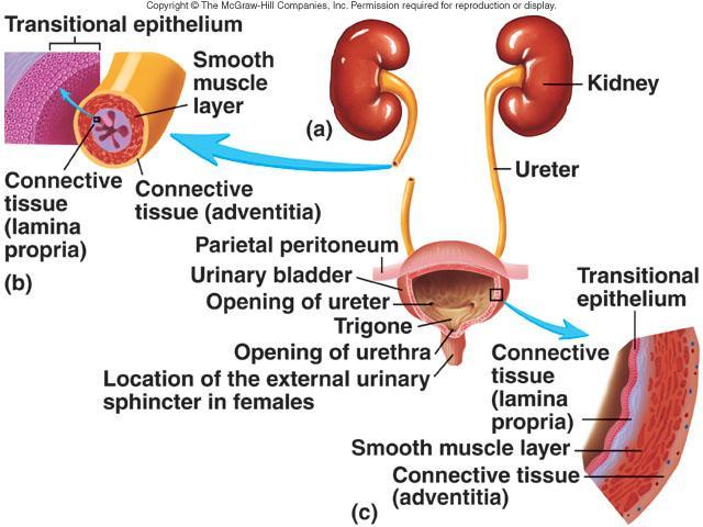 Ureters and