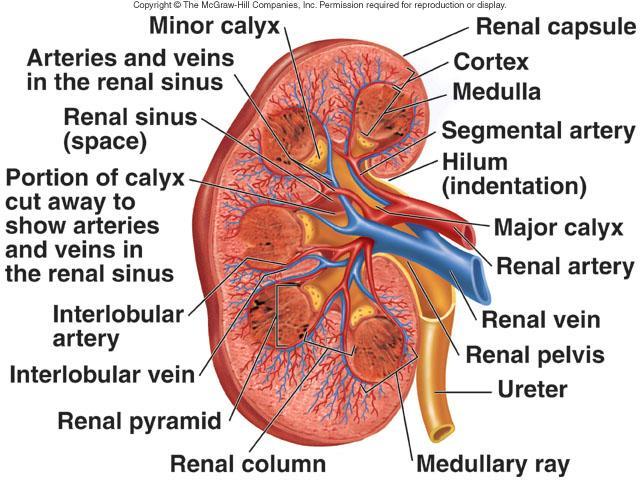 Internal Anatomy of Kidneys Cortex: Outer area Renal columns Medulla: Inner area Renal pyramids Calyces Major: