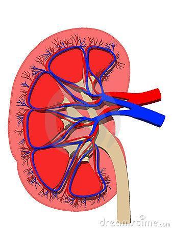 Purified blood leaves the kidneys through the renal veins and then the vena cava.