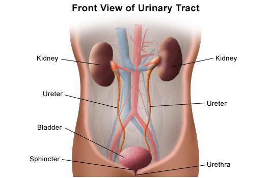 Bladder Can store up to 800ml of urine.