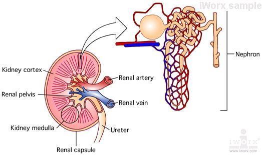Functions of the kidney 3) ph control: controls the ph of the