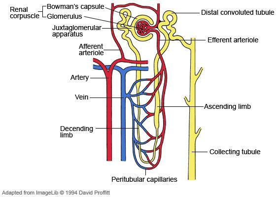 Blood supply to nephron Blood enters kidney through renal arteries which divide into smaller afferent arterioles (incoming).