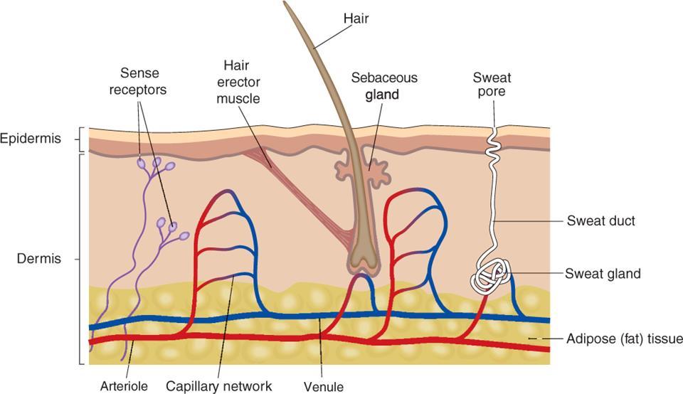 Vertical section of skin
