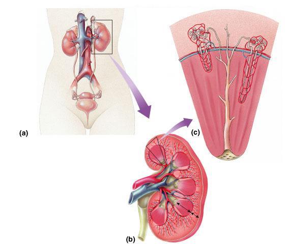 Mammalian Kidney