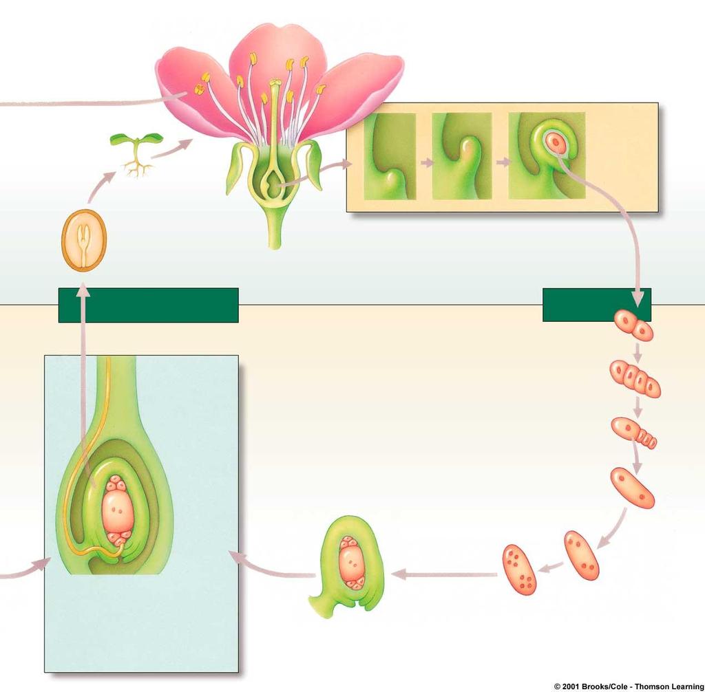 Events inside Ovule an ovule seedling (2n) ovary wall stalk cell