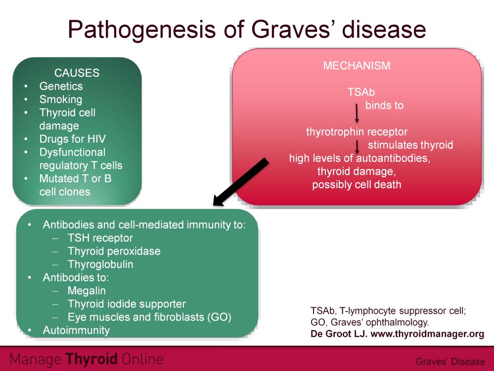 There are a number of factors thought to be involved in the pathogenesis of Graves disease. Hereditary factors play a role, especially the inheritance of antigens DR3, DQ2 and DQA1*0501.