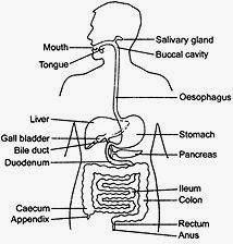 Organ Features Enzymes Digestion Mouth -Salivary gland: produces amylase Oesophagus -ph: 7 (neutral) -contains teeth used for mechanical digestion -tube-shaped organ which uses peristalsis to