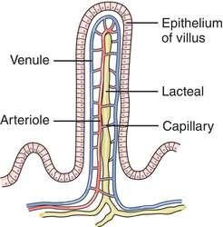 Absorption o Absorption: movement of digested food molecules through wall of the intestine into the blood or lymph o Ileum (part of small intestine) is where absorption takes place o The small