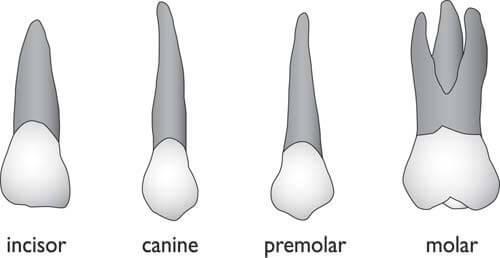 Teeth o Incisor: rectangular shape, sharp for cutting and biting o Canine: sharp-pointed for
