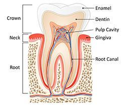 Structure of a Tooth Enamel Root canal Pulp cavity Dentine Neck Strongest tissue in the body made from calcium salts Help to anchor teeth Contains