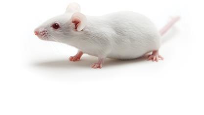 Advances in Humanized Mice Started with SCID mice (severe