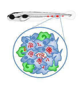 Studies Improved Immunity Understanding Phagocytosis in neutrophils Visualization of