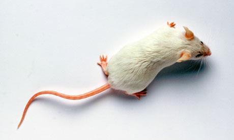 Mice for Immunity Studies: