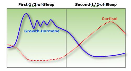 What happens in the body when we sleep?