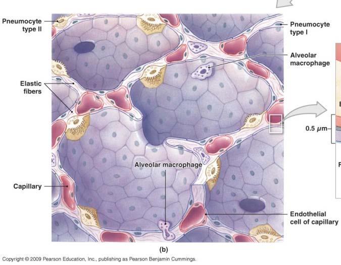 Alveolar sac with many alveoli Simple squamous ET Macrophages: immunity Pneumocytes: