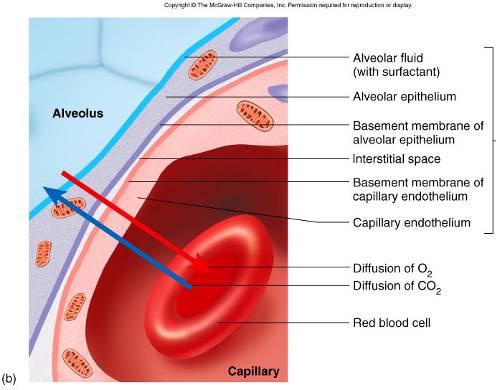 Respiratory membrane Characterized by extreme thinness = distance Thin fluid layer lines alveolus