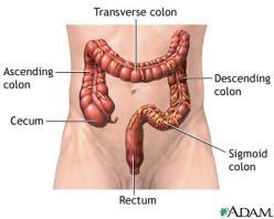 IX. Large Intestine A. Absorbs water and electrolytes B.
