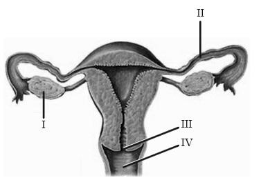 57. The diagram shows the adult female reproductive system. Which label shows the cervix and which shows the usual site of fertilization? 58. Which is the correct sequence of stages in fertilization?