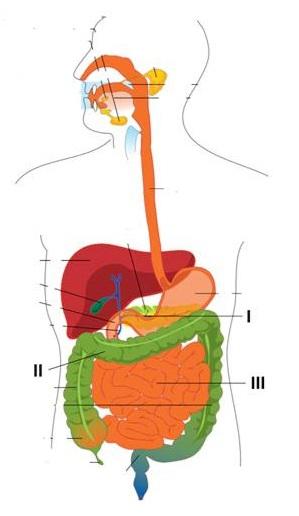 The diagram below shows the human digestive system. 46. In which parts of the digestive system are most water and glucose absorbed? 47. What is a similarity between arteries and capillaries? A.