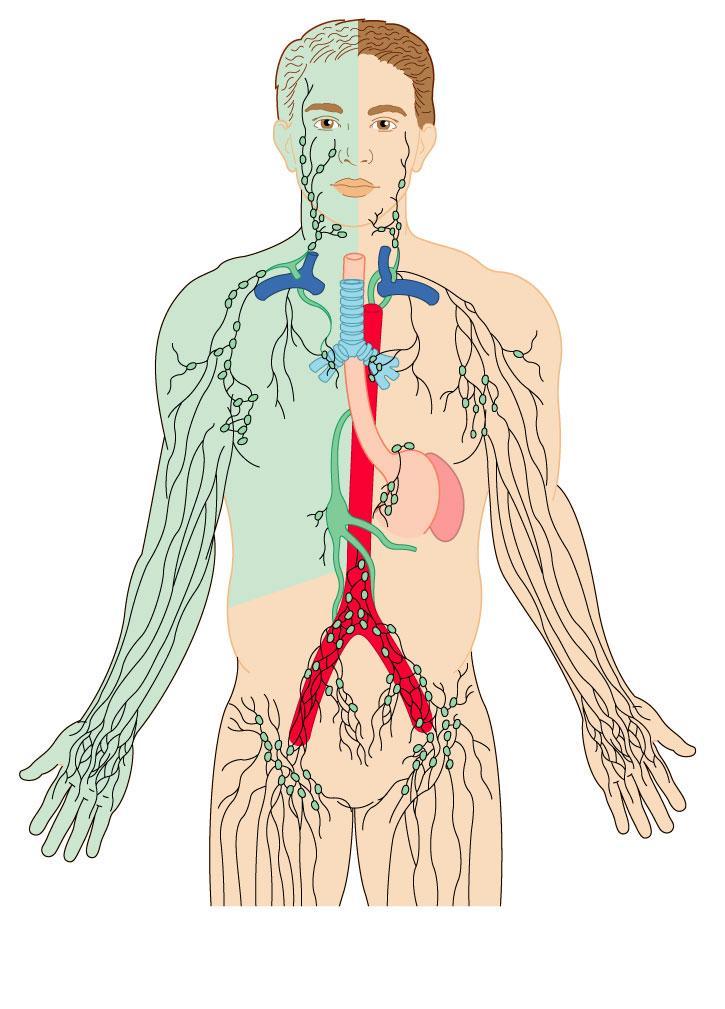 Regional lymph nodes: Cervical nodes Axillary nodes Entrance of right lymphatic duct into right subclavian vein Internal jugular vein Entrance of thoracic duct into left subclavian vein Thoracic duct