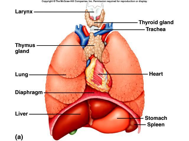 Thymus soft, bi-lobed organ in mediastinum decreases in size in adults site of
